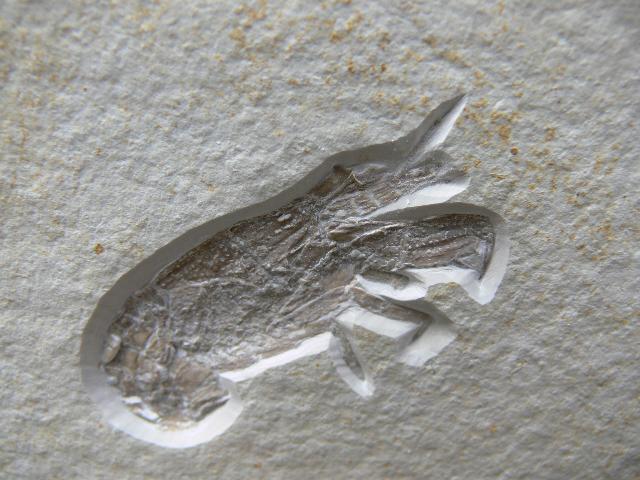 Glyphea pseudoscyllarus Bild © Glyphea pseudoscyllarus Bild ©